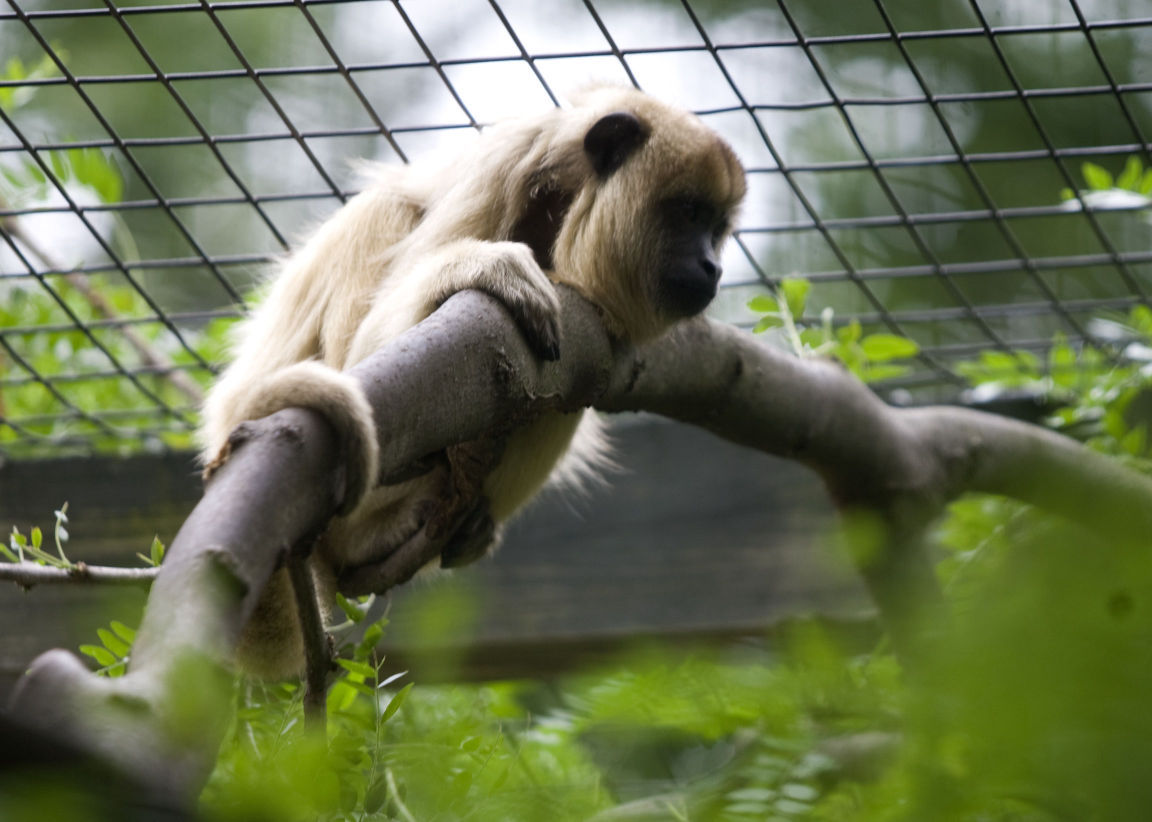 2016: Scovill Zoo Animals